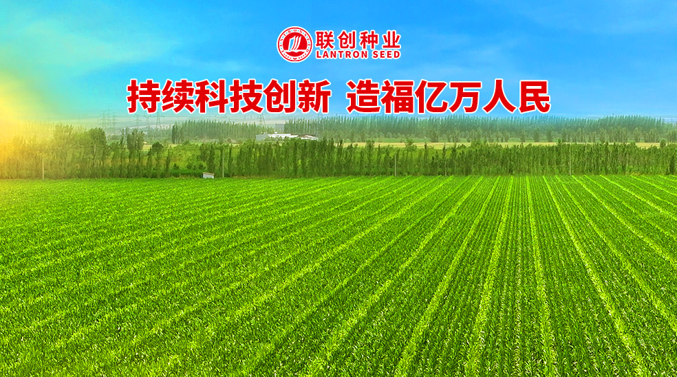 聯創種業控股黑龍江乾吉耕耘,南北協同驅動中國玉米種業新格局